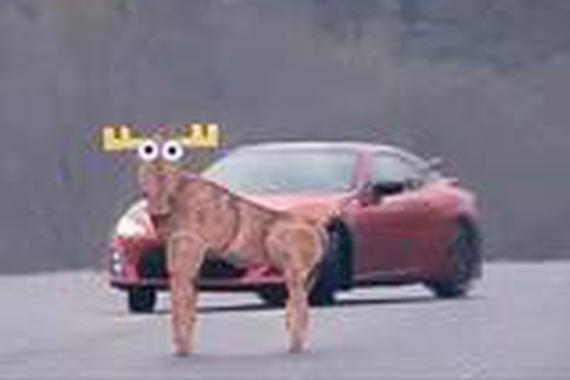 美帝“撞鹿”测试 最容易翻车的居然是...