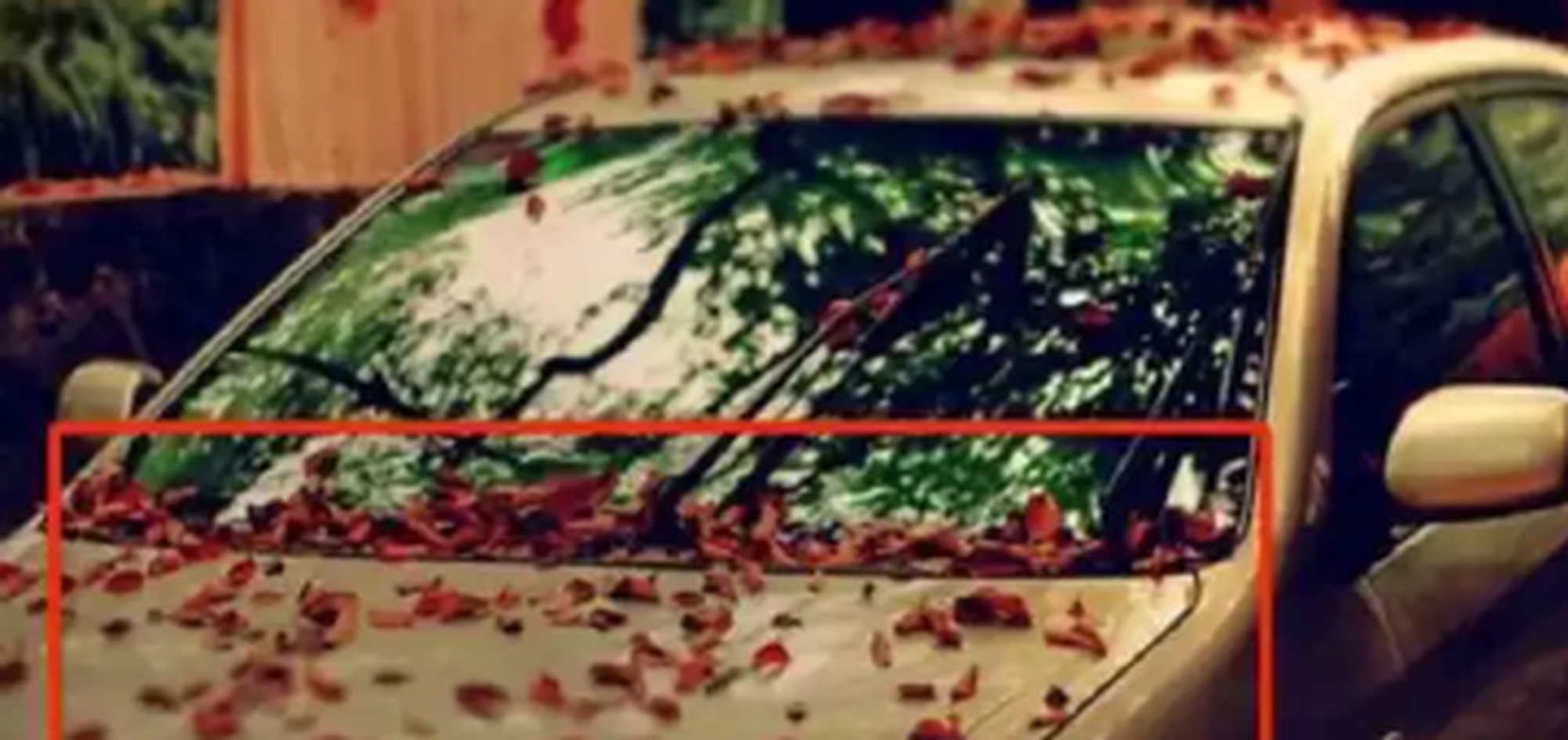 几片树叶还能伤车？真不是闹着玩！