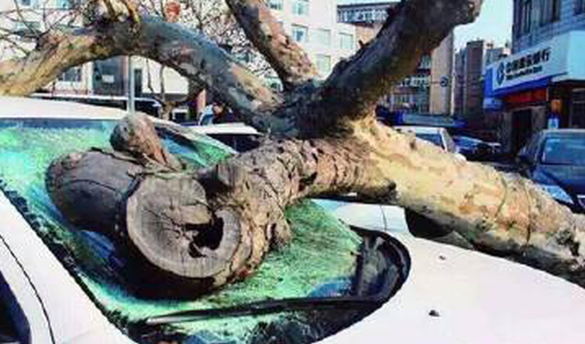 想过车的感受吗 秋天树下停车得考虑清楚