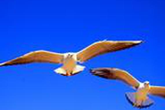 2016年汽车总销量新鲜出炉，H6、五菱称王！