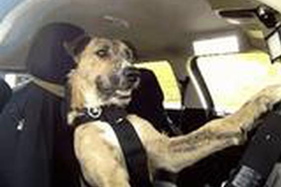 不光活的不如狗！开车技术都可能不如狗！