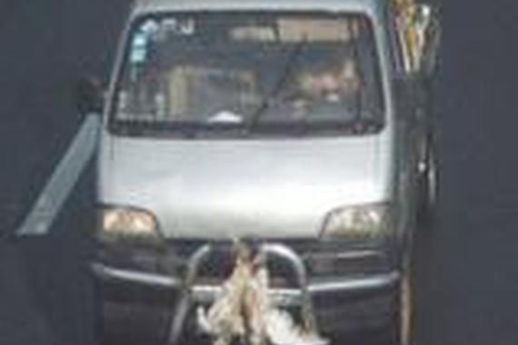 为了遮挡车牌这样做，太“禽兽”了