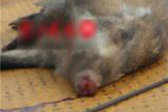 因车祸过年居然能加道菜，这好事你敢信？