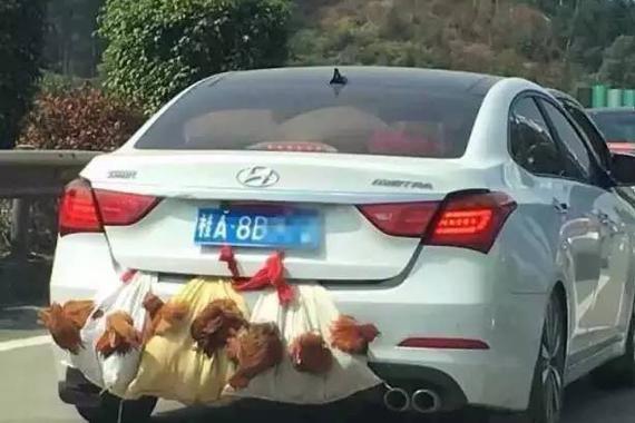 后备箱悬挂鸡鸭 春节返城谨记这几点