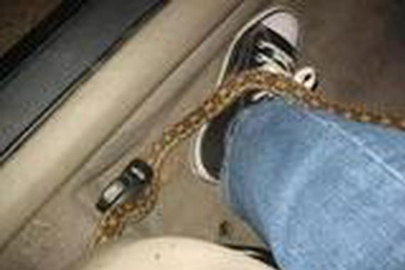 你的车里招来过这些不速之客吗？