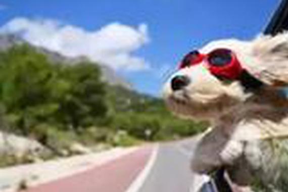 车上有4扇窗，车窗到底该怎么开呢？