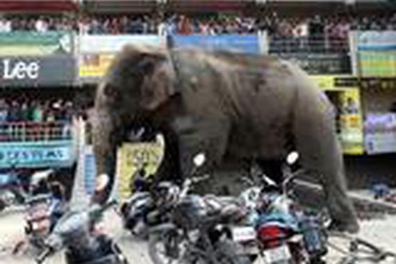 野生大象闯入人群闹市，司机看到很心痛