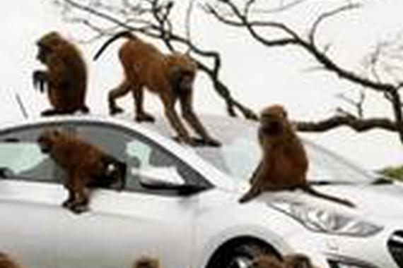 车主上个厕所的功夫，车子就沦陷