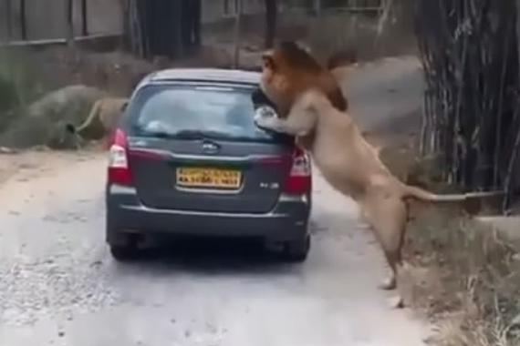 视频：印度狮子袭击驾驶员！车祸猛于凶兽