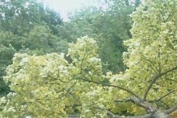 本想体验超跑快感，随后看见油门都恐惧