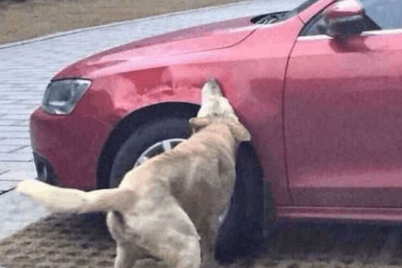 车主为抢停车位驱赶小狗，结果悲剧了