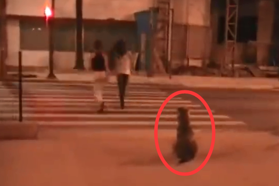 视频：两女子毅然闯红灯！它却坚守等待