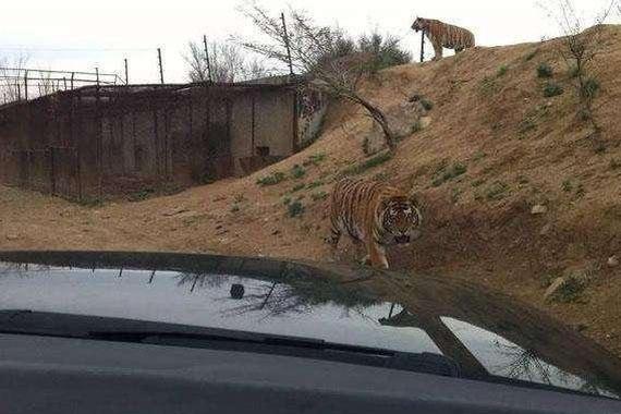 女孩开车误入老虎窝，她并没被吓得尿裤子