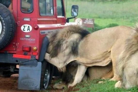 红色越野车驶入狮子园区，看看雄狮的反应