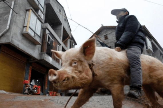 我是你的伯乐，你是我的大仲马。