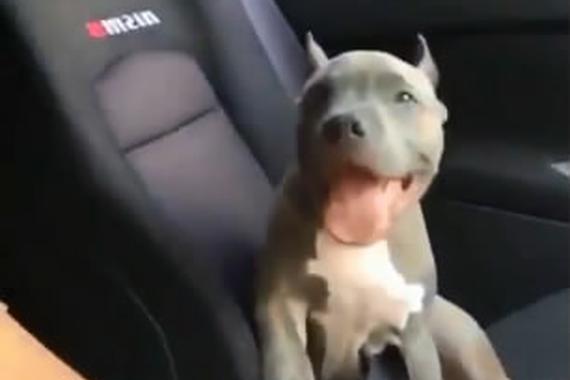 视频：飙车的反应！汪星人的眼神太到位