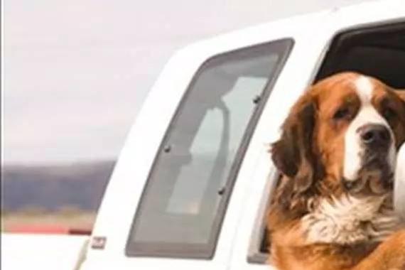 让本汪坐副驾驶，我是不是你最爱的汪？