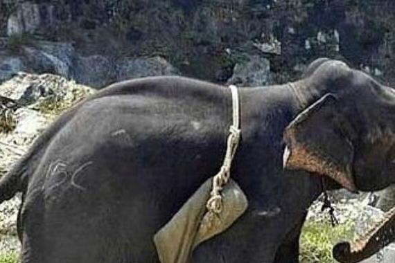 铺好道路闯入不速之客，道路工人不敢吭声