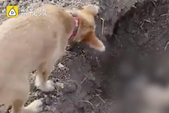 视频:狗狗被车撞死 老伙伴送它最后一程