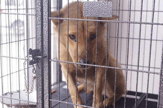 狗狗选豪车碰瓷，最后坐上红灿灿的拖拉机