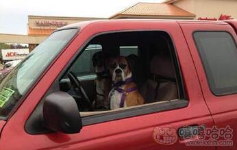 每日趣图|摩托:我的能量 你驾驭不住