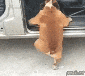 每日趣图|摩托:我的能量 你驾驭不住