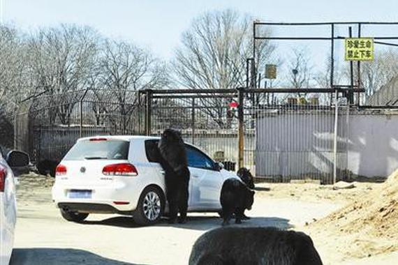 八达岭野生动物园自驾车开窗引熊袭