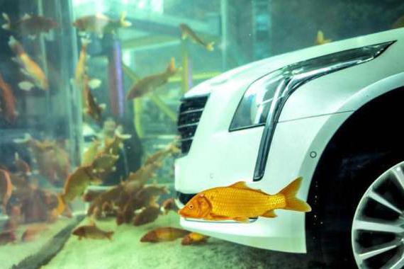 名贵的轿车被装进金鱼缸展览