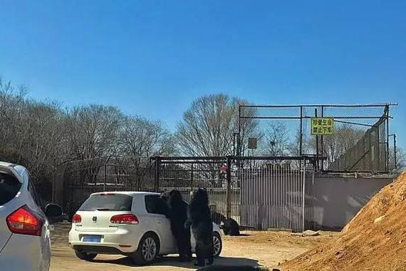 做好这个动作 可以避免野生动物园的危险