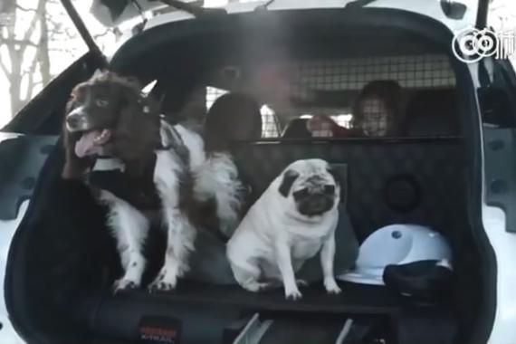 视频：带宠物出行很麻烦？那是因没有它
