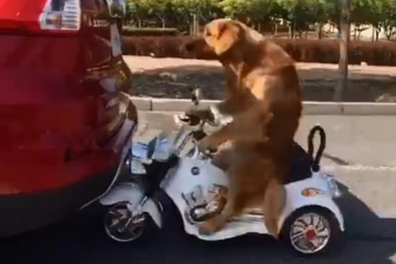 视频：爱车被追尾 回头一看竟然是只狗！