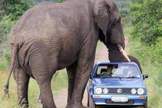 自驾游客在野生动物园擅自下车