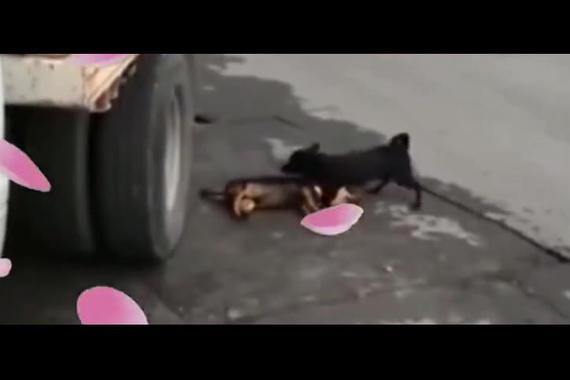 狗狗被大货车撞死 同伴不离不弃