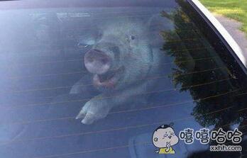 每日趣图|妖妖灵吗?快去请如来佛祖