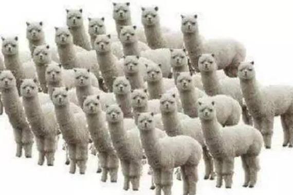 顶配到底值不值？最火A级两厢车对决