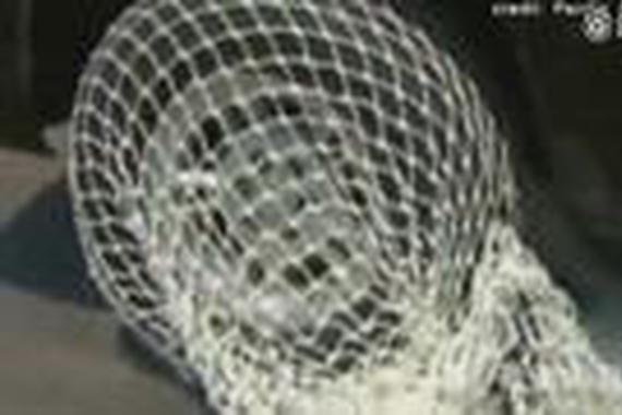 视频：车胎屠夫！驾车逃逸变成空想