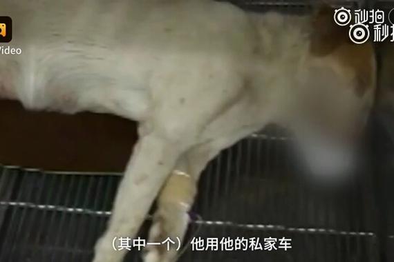 母狗被摩托车撞成重伤，生下9崽后离世