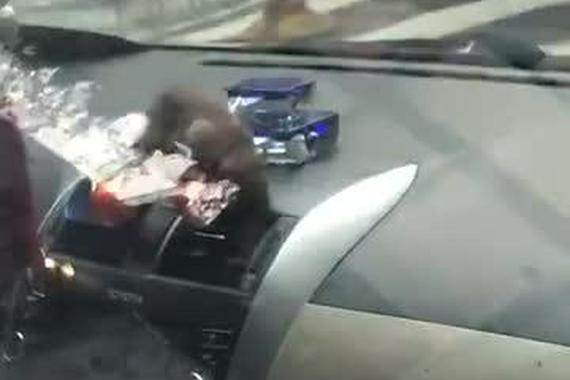 视频：没法开车了！车里进了一只大老鼠