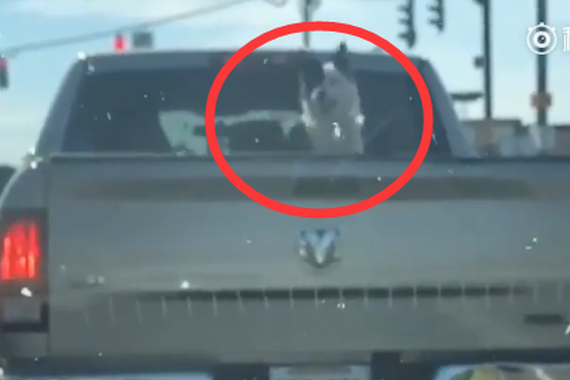 视频：主人把狗放在车后面！结果狗疯了