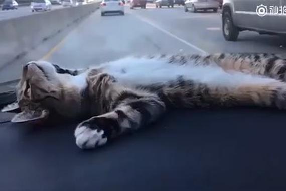视频：每次开车都感觉养了一只假猫！