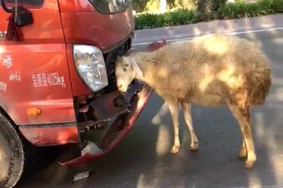 视频：大货车冲进羊群 头羊不让货车走