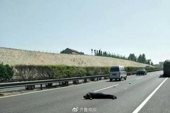 男子在高速路行车道上睡着了！自称被人从车上扔下来