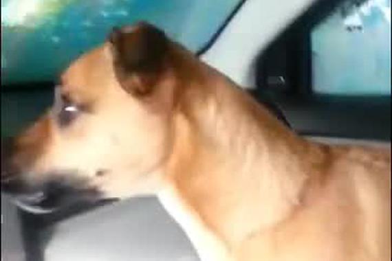 视频：国外网友想吓唬自家狗 结果却是