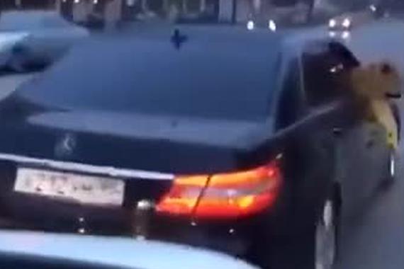 视频：谁敢来碰瓷？副驾坐着一头狮子