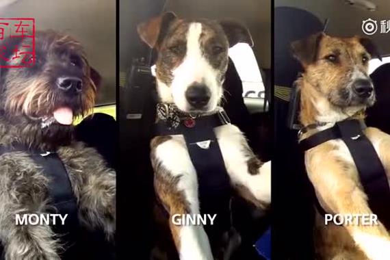 视频：一只狗会开车？相信你的眼睛！