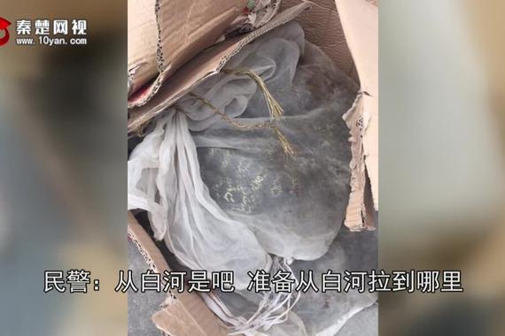 视频:恐怖！大客车底下塞了20公斤蛇