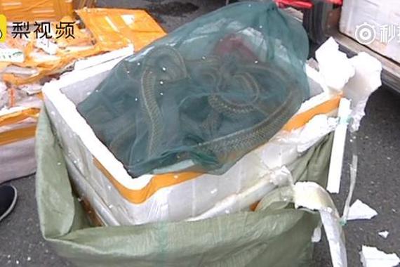 客车装千条活蛇！还有野猪跟斑鸠