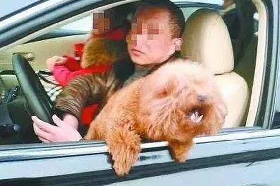 开车带宠物是在谋财害命？！真是这样吗？