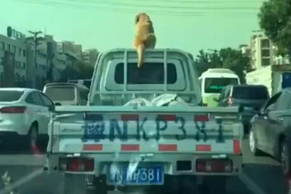 视频：车顶上那是什么？难道是电子狗？