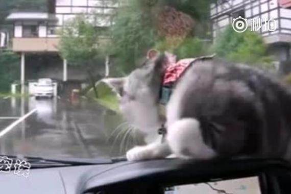视频：暖化了！猫咪和雨刮器神同步